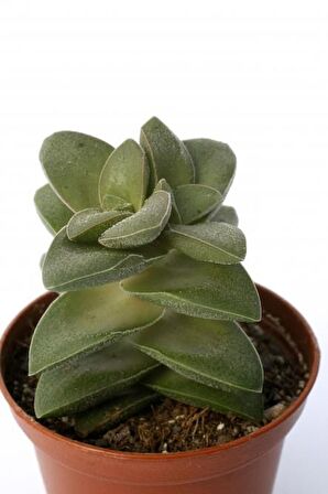 Crassula Springtime - 5 ADET SUKULENT - TERARYUM BİTKİSİ