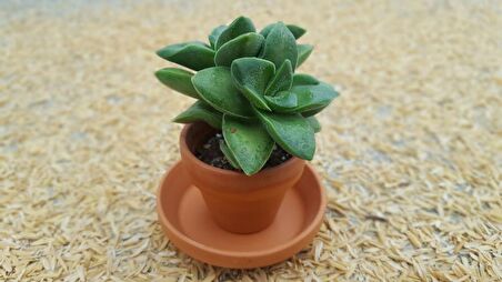 Crassula Springtime - 5 ADET SUKULENT - TERARYUM BİTKİSİ