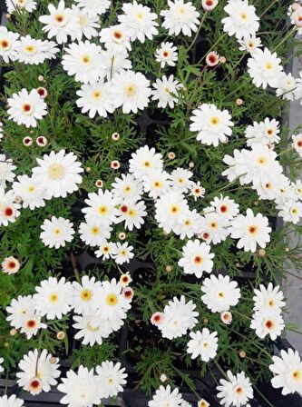 BEYAZ PAPATYA ÇİÇEĞİ 45 ADET - SAKSIDA CANLI