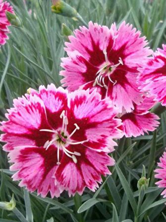 PEMBE ÇİN KARANFİLİ ÇİÇEĞİ 5 ADET