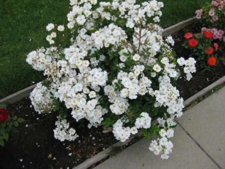 MİNYATÜR GÜL FİDANI BEYAZ - 10 ADET