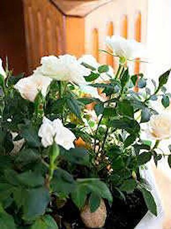 MİNYATÜR GÜL FİDANI BEYAZ - 10 ADET