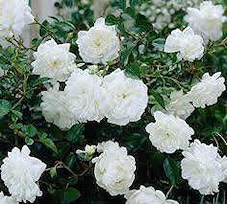 MİNYATÜR GÜL FİDANI BEYAZ - 10 ADET