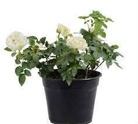 MİNYATÜR GÜL FİDANI BEYAZ - 10 ADET