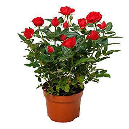 MİNYATÜR GÜL FİDANI KIRMIZI - 10 ADET