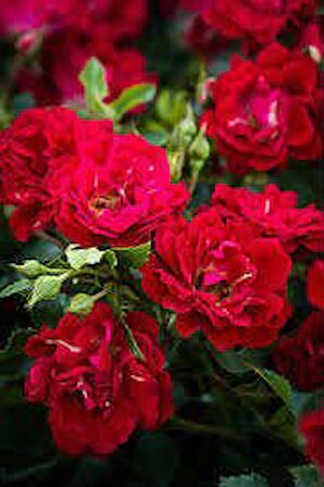 MİNYATÜR GÜL FİDANI KIRMIZI - 10 ADET