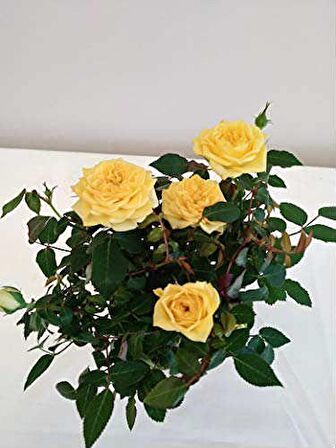MİNYATÜR GÜL FİDANI SARI - 20 ADET