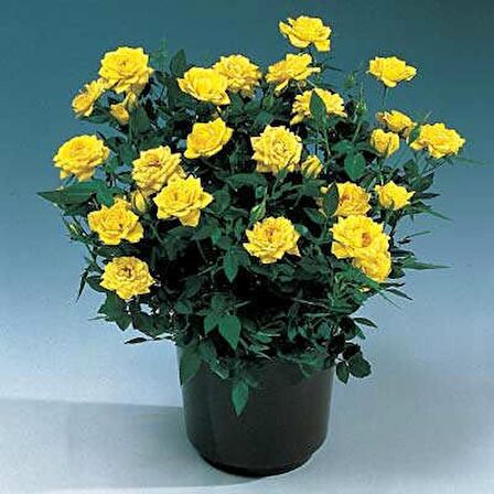 MİNYATÜR GÜL FİDANI SARI - 20 ADET