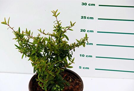 ATEŞ DİKENİ FİDANI 5 ADET