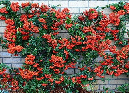 ATEŞ DİKENİ FİDANI 10 ADET