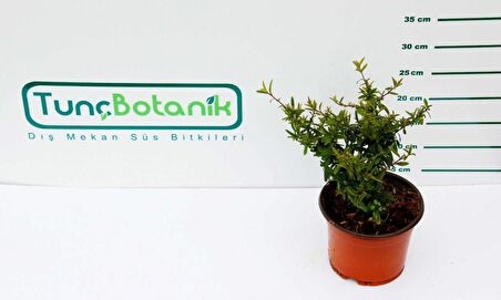 ATEŞ DİKENİ FİDANI 10 ADET