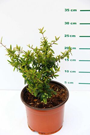 ATEŞ DİKENİ FİDANI 10 ADET