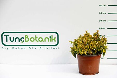 SARI ABELYA 5 ADET - GÜZELLİK ÇALISI
