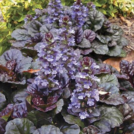 AJUGA 20 ADET - BORDO RENKLİ YER ÖRTÜCÜ BİTKİ