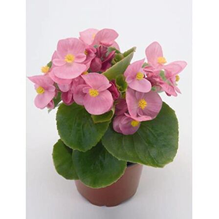 BEGONYA ÇİÇEĞİ 50 ADET - SAKSIDA PEMBE RENK