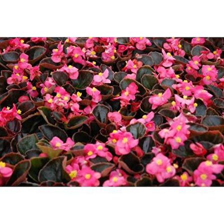 BEGONYA ÇİÇEĞİ 50 ADET - SAKSIDA PEMBE RENK