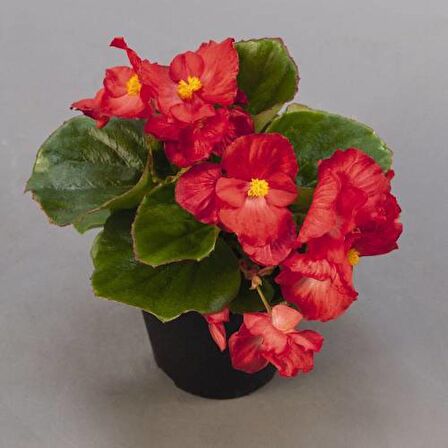 BEGONYA ÇİÇEĞİ 50 ADET - SAKSIDA KIRMIZI RENK