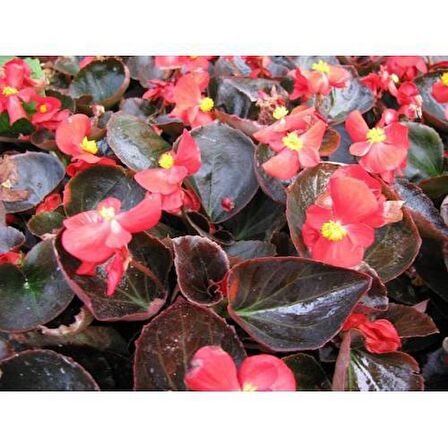 BEGONYA ÇİÇEĞİ 50 ADET - SAKSIDA KIRMIZI RENK
