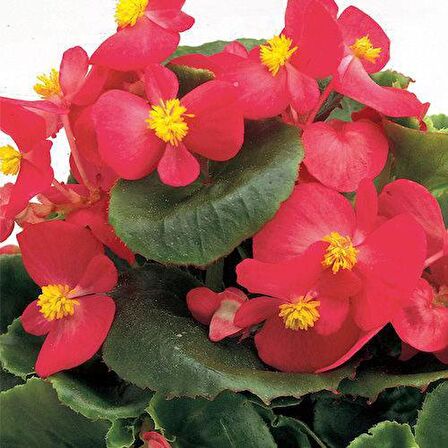 BEGONYA ÇİÇEĞİ 50 ADET - SAKSIDA KIRMIZI RENK