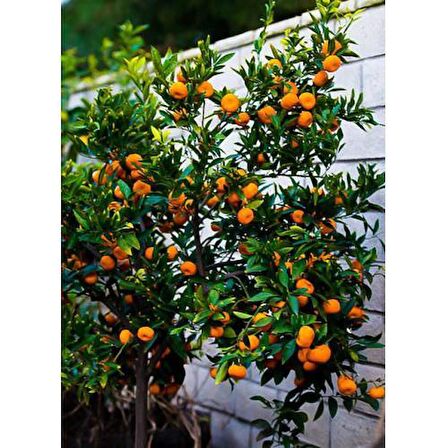 SATSUMA MANDALİNA FİDANI 3 ADET - 3 YAŞ TÜPLÜ FİDAN