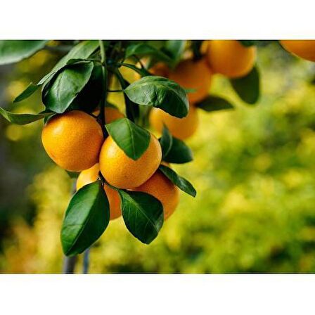 SATSUMA MANDALİNA FİDANI 3 ADET - 3 YAŞ TÜPLÜ FİDAN