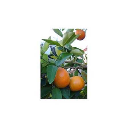 SATSUMA MANDALİNA FİDANI 3 ADET - 3 YAŞ TÜPLÜ FİDAN