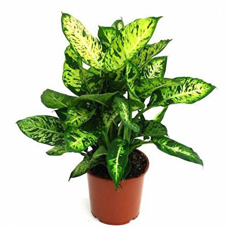 DİFENBAHYA SALON BİTKİSİ 2 ADET - HEDİYELİK - Dieffenbachia Compacta