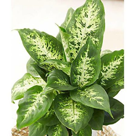 DİFENBAHYA SALON BİTKİSİ 2 ADET - HEDİYELİK - Dieffenbachia Compacta