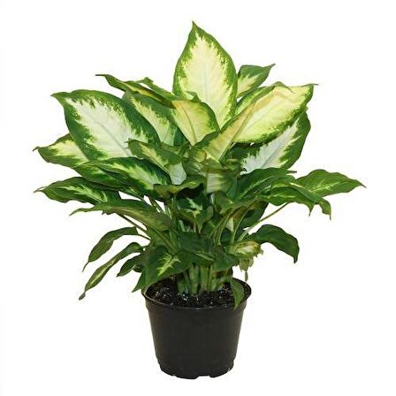 DİFENBAHYA SALON BİTKİSİ 2 ADET - HEDİYELİK - Dieffenbachia Compacta