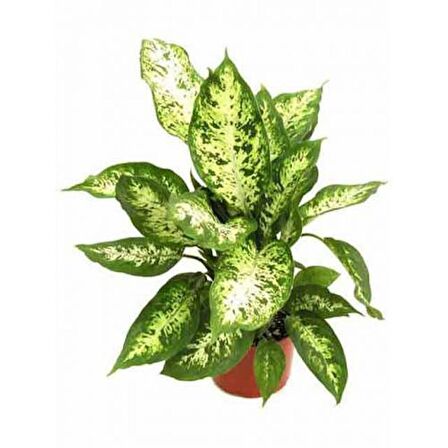 DİFENBAHYA SALON BİTKİSİ 5 ADET - HEDİYELİK - Dieffenbachia Compacta