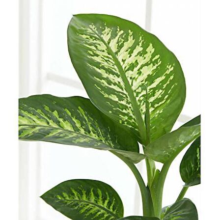 DİFENBAHYA SALON BİTKİSİ - Dieffenbachia Tropic Snow 60-80 cm