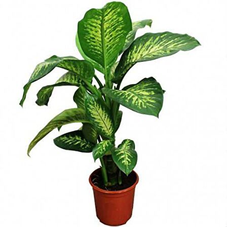 DİFENBAHYA SALON BİTKİSİ - Dieffenbachia Tropic Snow 60-80 cm