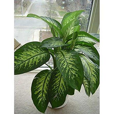 DİFENBAHYA SALON BİTKİSİ 2 ADET - Dieffenbachia Tropic Snow 60-80
