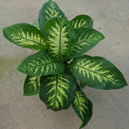 DİFENBAHYA SALON BİTKİSİ 2 ADET - Dieffenbachia Tropic Snow 60-80