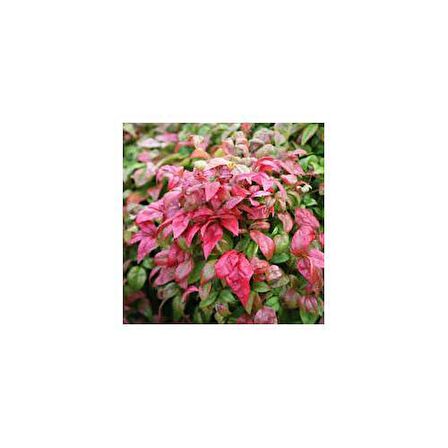 CENNET BAMBUSU 3 ADET - Nandina Domestica