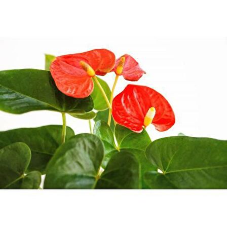 ANTORYUM ÇİÇEĞİ 2 ADET - HEDİYELİK ÖZEL GÜNLER İÇİN