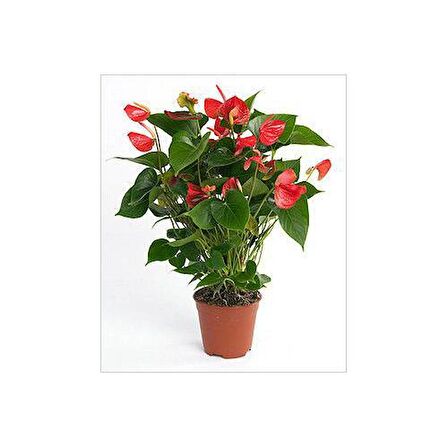 ANTORYUM ÇİÇEĞİ 2 ADET - HEDİYELİK ÖZEL GÜNLER İÇİN