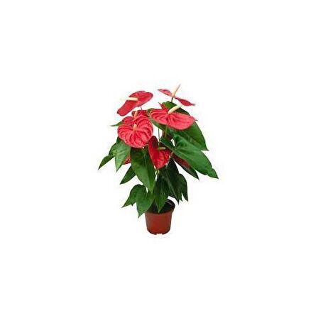 ANTORYUM ÇİÇEĞİ 2 ADET - HEDİYELİK ÖZEL GÜNLER İÇİN