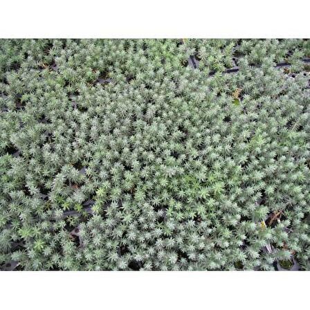 SEDUM REFLEXUM 45 ADET - TERARYUM İÇİN SUKULENT BİTKİ