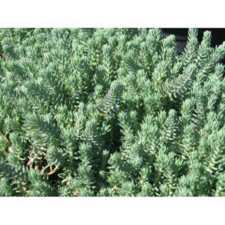 SEDUM REFLEXUM 45 ADET - TERARYUM İÇİN SUKULENT BİTKİ