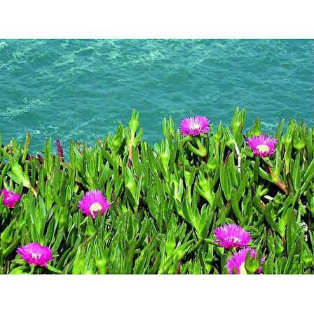 KAZ AYAĞI 180 ADET - YER ÖRTÜCÜ ÇİÇEKLİ BİTKİ