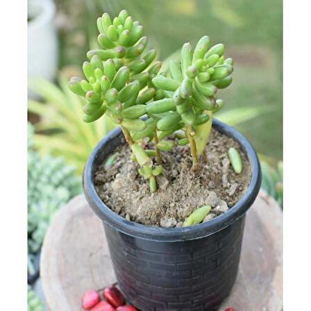 SEDUM RUBROTINCTUM 45 ADET - TERARYUM İÇİN SUKULENT YER ÖRTÜCÜ BİTKİ