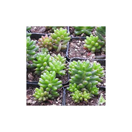 SEDUM RUBROTINCTUM 45 ADET - TERARYUM İÇİN SUKULENT YER ÖRTÜCÜ BİTKİ