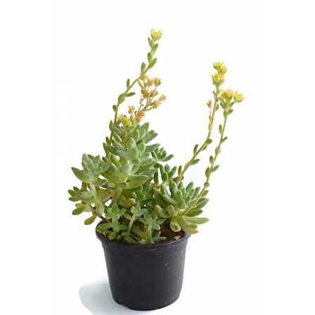 SEDUM RUBROTINCTUM 45 ADET - TERARYUM İÇİN SUKULENT YER ÖRTÜCÜ BİTKİ