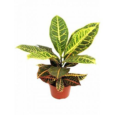 KRATON SALON BİTKİSİ 2 ADET - CROTON PETRA 30-50 cm