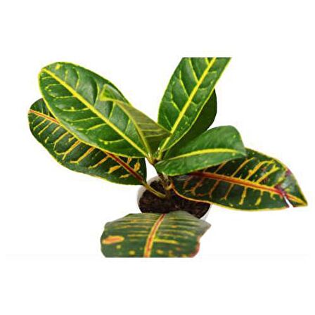 KRATON SALON BİTKİSİ 2 ADET - CROTON PETRA 30-50 cm