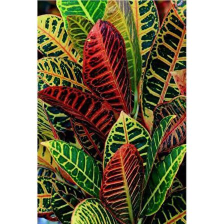 KRATON SALON BİTKİSİ 2 ADET - CROTON PETRA 30-50 cm