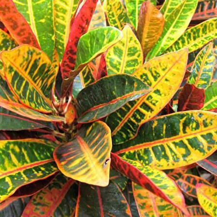 KRATON SALON BİTKİSİ 2 ADET - CROTON PETRA 30-50 cm