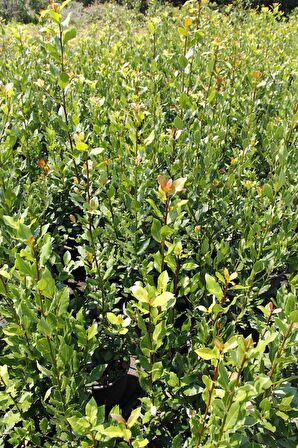 DEFNE FİDANI 20 ADET - BÜYÜK BOY 50-60 CM - SAKSILI