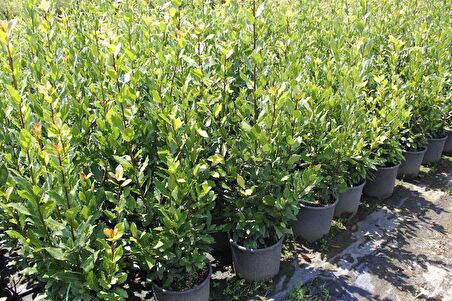 DEFNE FİDANI 20 ADET - BÜYÜK BOY 50-60 CM - SAKSILI